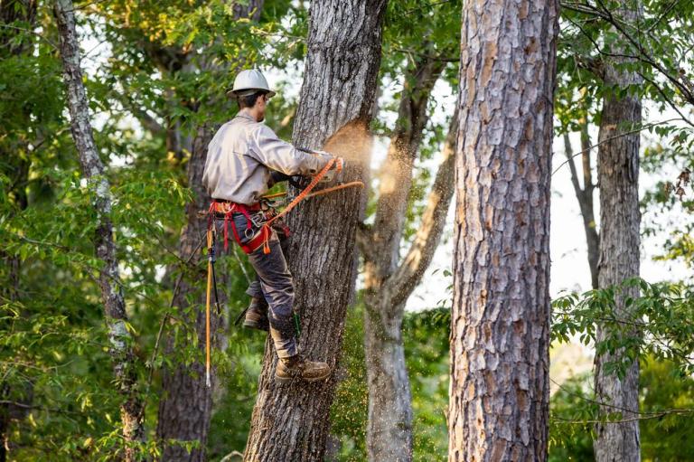 Nos conseils pour un abattage d'arbre réussi à Chevigny-Saint-Sauveur